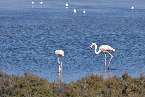 Flamants roses