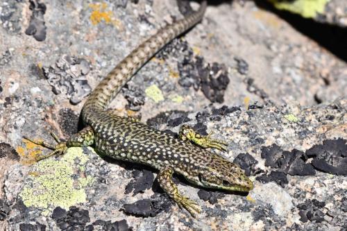 Podarcis hispaniscus ?