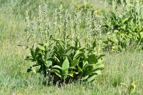 Vérâtre verdissant