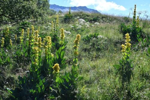 Gentianes jaunes
