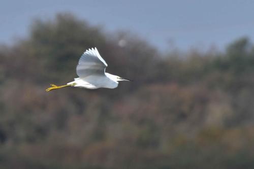 Aigrette garzette