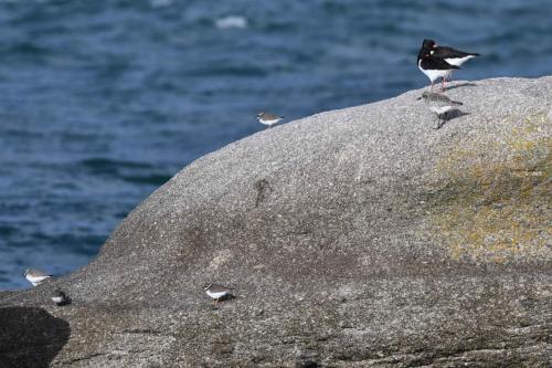Grands gravelots, pluvier argenté, huitriers pies