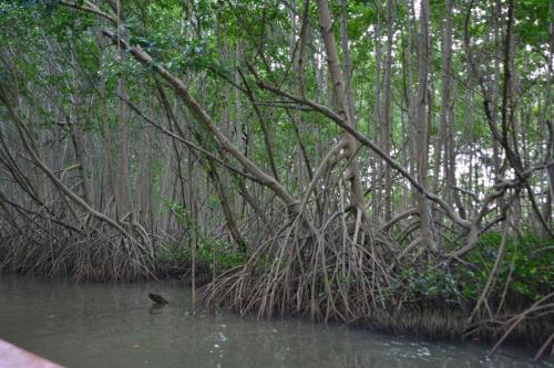 Palétuviers, mangrove de la baie de Génipa