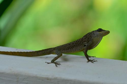 Anolis Roquet