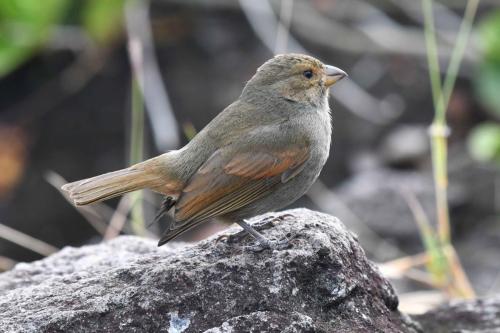 Sporophile rougegorge