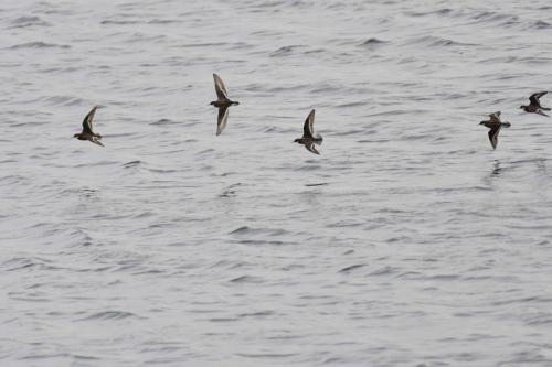 Phalaropes à bec étroit