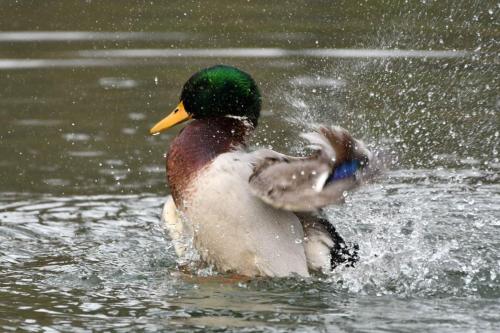 Canard colvert