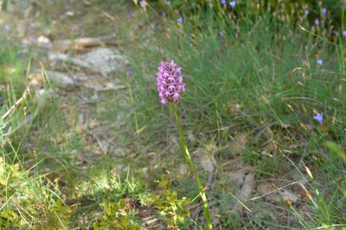 Orchis pyramidal