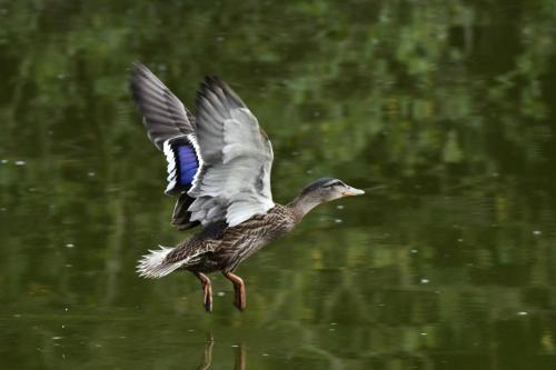 Canard colvert