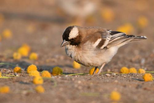 Mahali à sourcils blancs