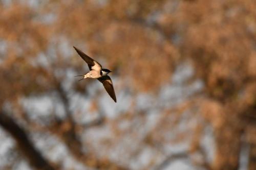 Hirondelle à gorge blanche