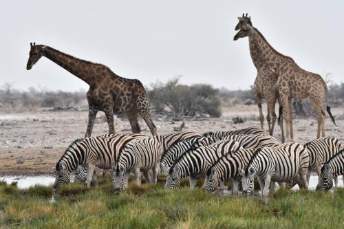 Girafes, zèbres de Burchell