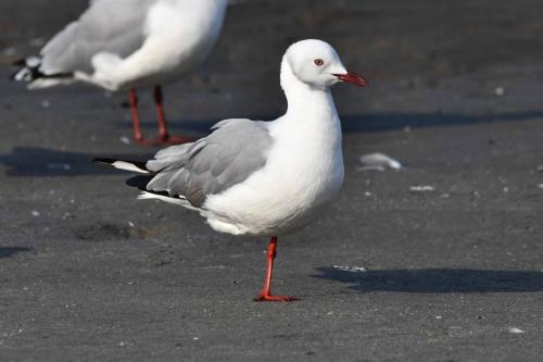 Mouette à tête grise