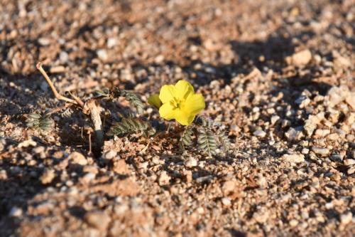 Près de Gondwana Canyon Village