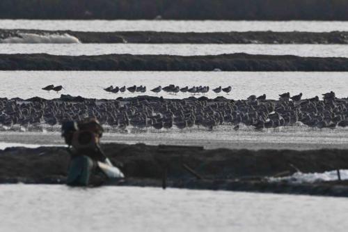 Au second plan, chevaliers tachetés et 2 bécassins d'Asie (à gauche)Au premier plan, bécasseaux de l'Anadyr