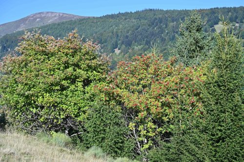 Sorbier des oiseleurs