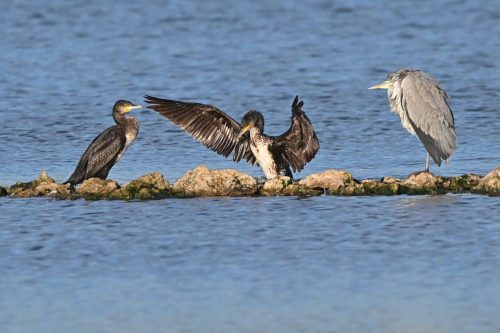 Grands cormorans et héron cendré