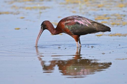 Ibis falcinelle