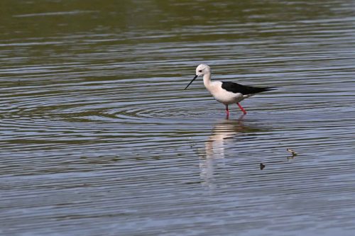 Echasse blanche