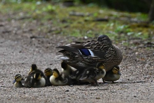 Canards colverts