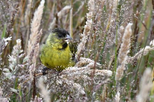 Chardonneret à menton noir