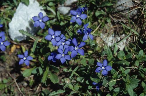 Gentianes