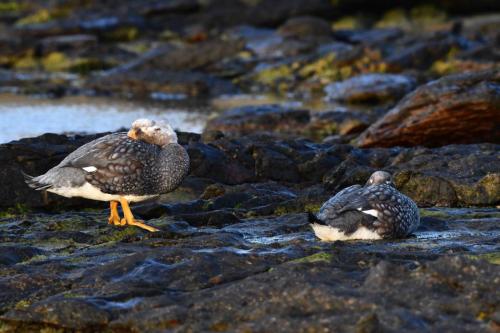 Brassemers des Malouines