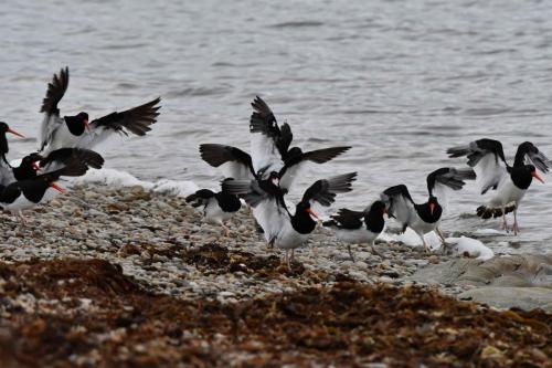 Huîtriers de Garnot