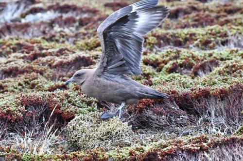 Labbe antarctique immature