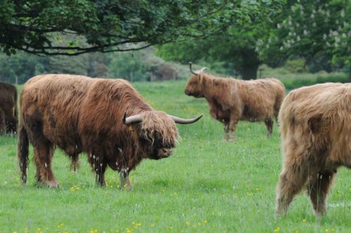Fameuses vaches des highlands