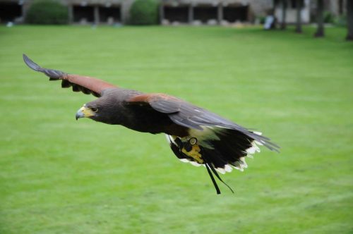 Démonstration de rapaces en vol au chateau de Dunrobin (buse de Harris)