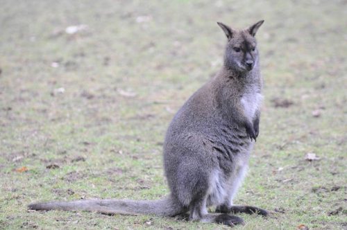 Wallaby
