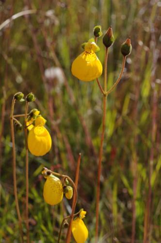 Calcéolaire - Capachito