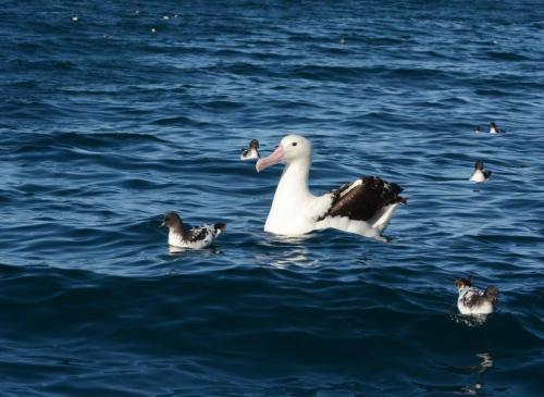 Albatros royal avec Damiers du Cap 