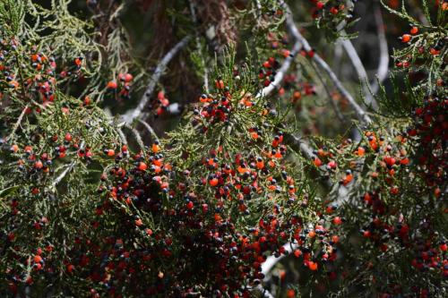 Les arbres ont plein de fruits en ce moment, et cela attire les oiseaux, notamment les Tuis 