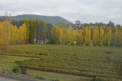 Idem pour les framboisiers