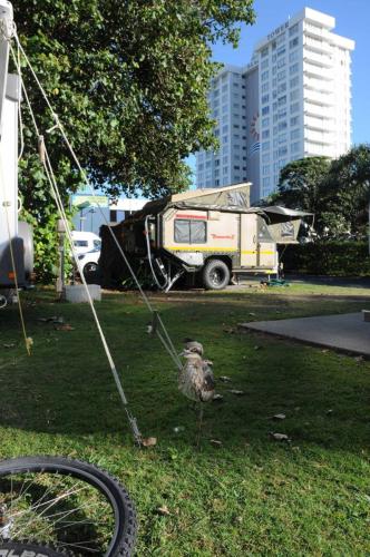 OEdicnème bridé dans le camping