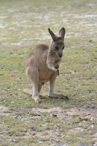 Jeune Kangourou
