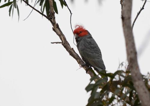 Cacatoès à tête rouge