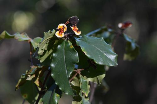 Jardin botanique dans le parc national de Booderee