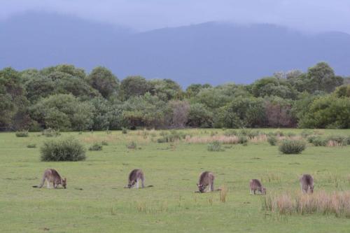 Kangourous dans le parc national de Wilson's promontory