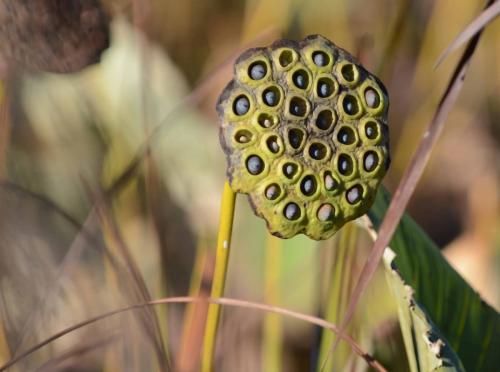 Réserve de Great Meadows