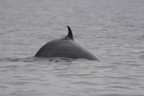 Baleine de Minke