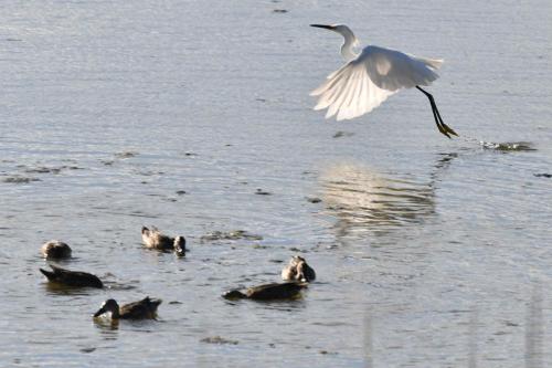 Aigrette neigeuse