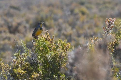 Sturnelle de l'Ouest