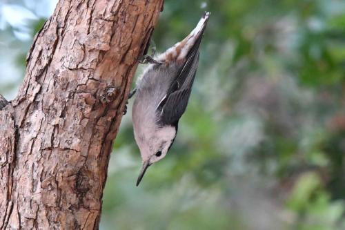 Sittelle à poitrine blanche