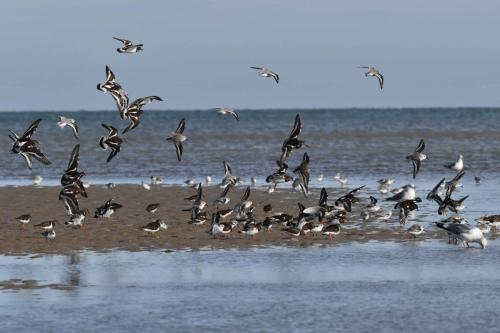 Bécasseaux sanderlings et Tournepierres à collier