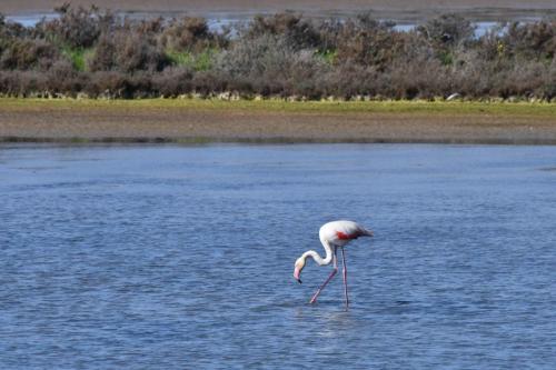 Flamant rose