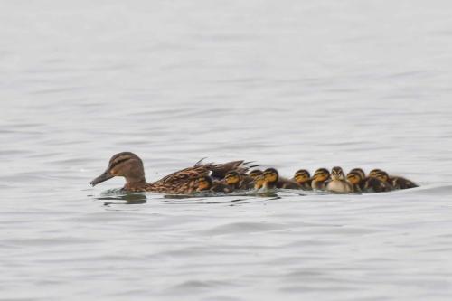 Canards colverts