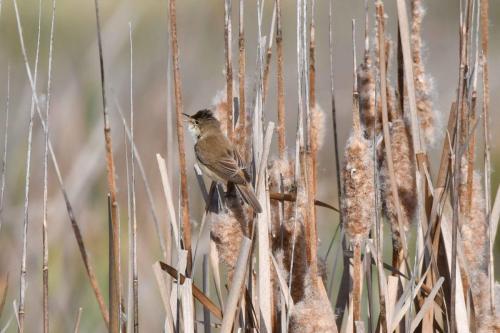 Rousserolle effarvatte